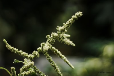 特写摄影中的绿色和白色植物